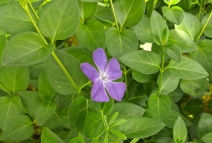 Periwinkle