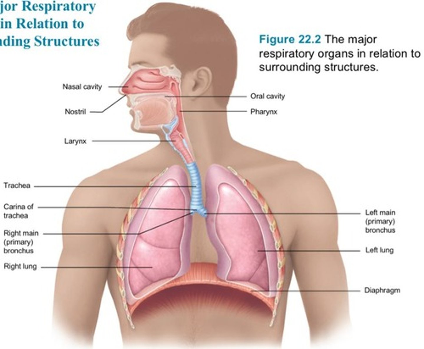 <p>Nose, nasal cavity, paranasal sinuses, and pharynx.</p>