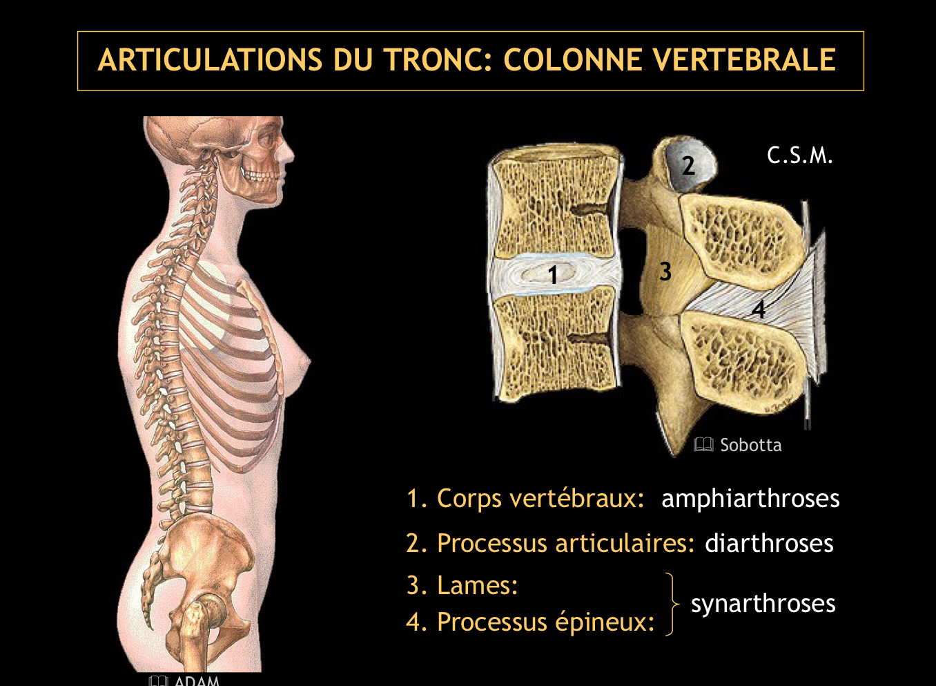 <p>Des amphiarthroses, constituées de disques intervertébraux.</p>