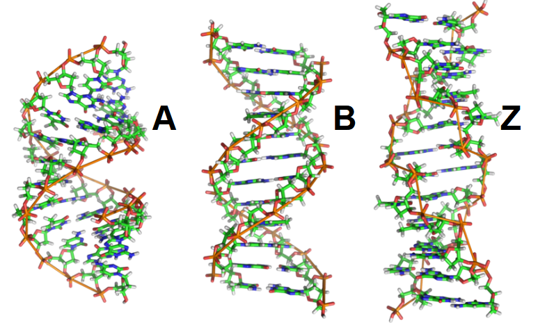 <p>A: wider right hand spiral</p><ul><li><p>occurs in dehydrated samples of DNA, in DNA-RNA hybrids, and in enzyme-DNA complexes</p></li></ul><p>Z: </p><ul><li><p>linked to initiation of transcription and extensive methylation</p><ul><li><p>z-binding protein may be invovled in regulation of transcription</p></li></ul></li></ul><p></p>