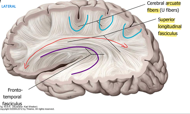 <ul><li><p>connects frontal, parietal, occipital lobes within the same hemisphere</p></li></ul><p></p>