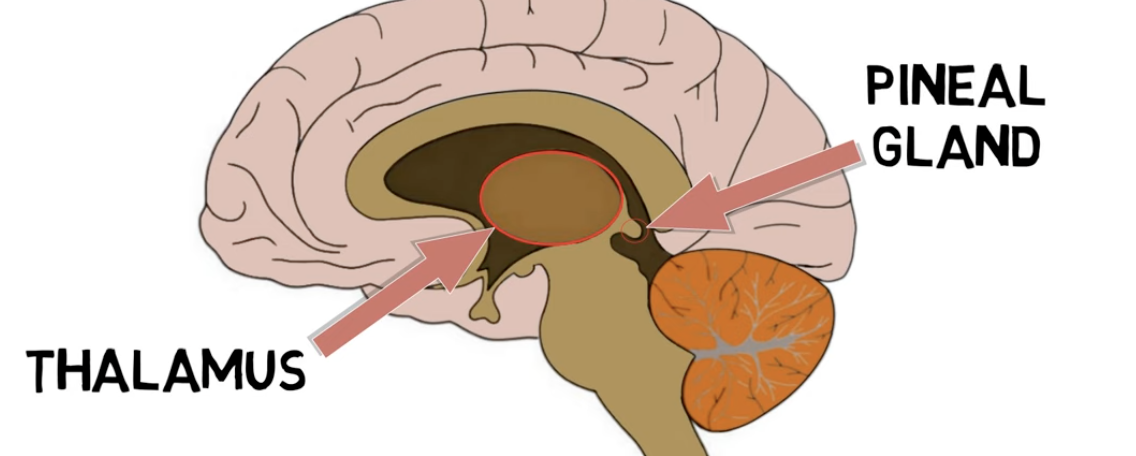 <p>pineal gland functions:</p>