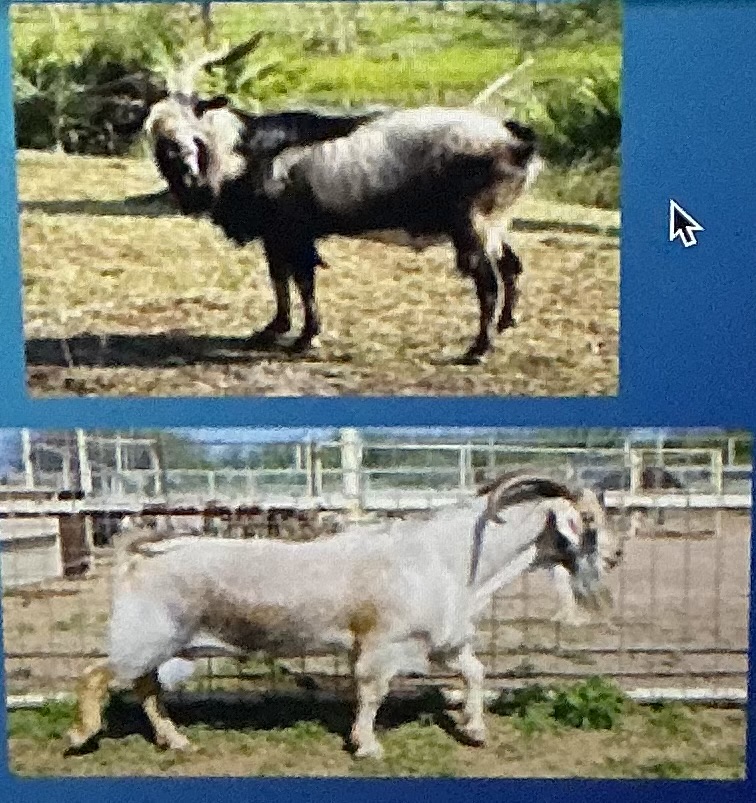 <p>Meat; smaller frame size, slow growth, poor milk</p>