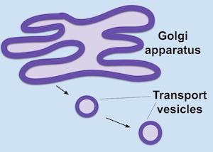 <p>Vesicles </p>