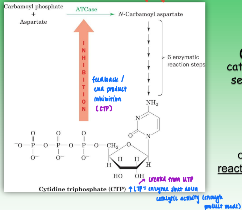<ul><li><p>ex. ATCase in UTP/CTP biosynth pathway</p></li><li><p>regulatory enzyme = created early in pathway</p></li><li><p>catalyze the initial rxn of metabolic pathway</p></li><li><p>ATCase = reg enzyme</p><ul><li><p>converts UTP → CTP</p></li><li><p>high levels of CTP = feedback inhibition = shut down enzyme activity bc enough product made</p></li><li><p>catalyzes 2-sub (carbamoyl phosphate &amp; aspartate) reaction to give single product (CTP)</p></li></ul></li></ul><p></p>