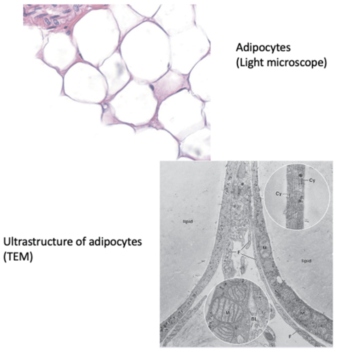 <p>What type of cells are adipocytes?</p>