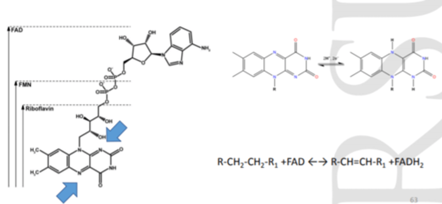 <p>flavīna grupa uzņems e- un ūdeņražus</p><p>FAD ir spēcīgs oxidētājs. Novērojams reakcijās, kur veidojas C=C dubultsaite (dehidrogenēšanās reakcijas)</p>