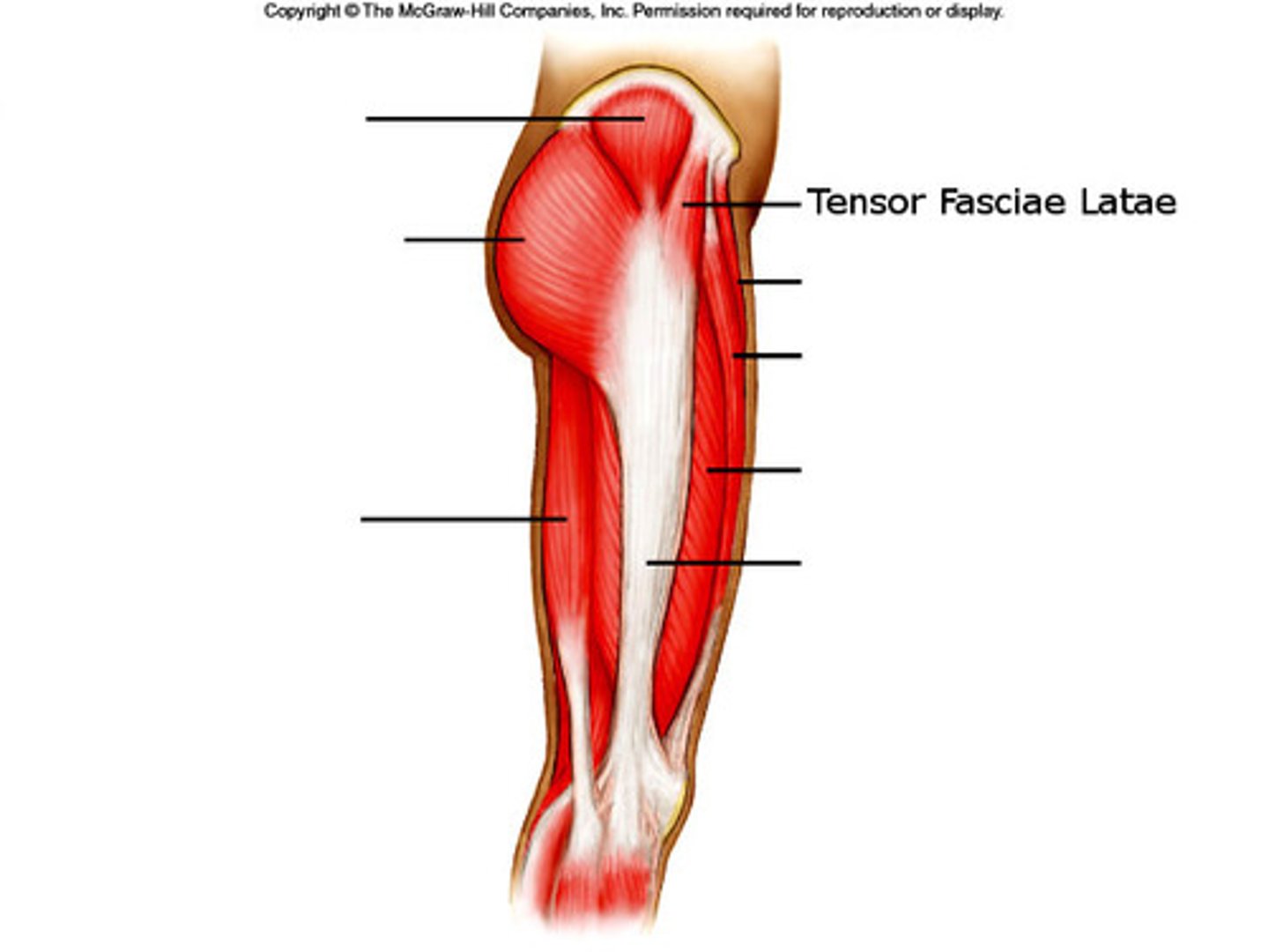 <p>Abducts, flexes, and internally rotates the hip; Connected to the iliotibial band</p>
