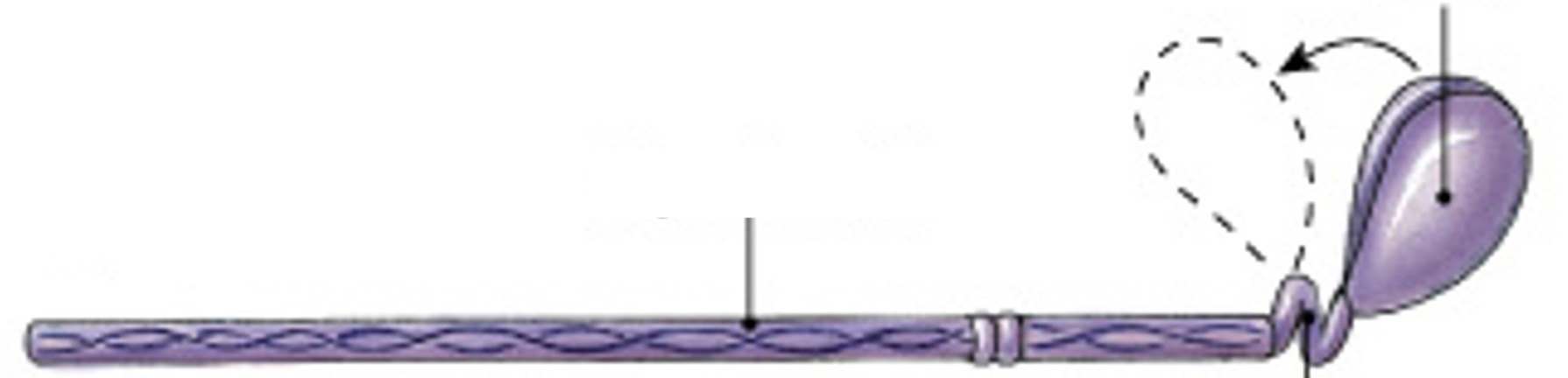 <p>What part of the muscle fibers is:</p><ul><li><p>Contain twisted myosin subunits</p></li><li><p>Contain titin strands that recoil after stretching</p></li></ul><p></p>