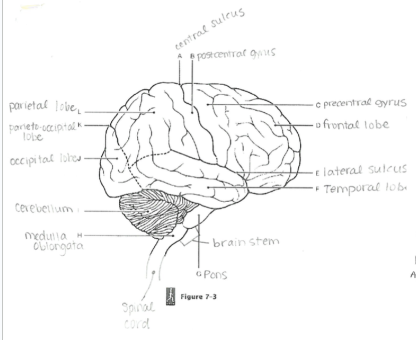 <p>Brain Stem</p>