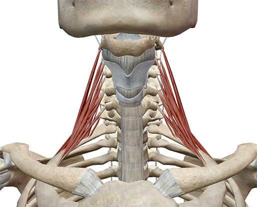 <p>Vertebral Muscle Location:</p>