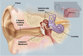 <p>the auricle will collect sound and direct it to the external auditory meatus where the sound will continue to flow down to the tympanic membrane</p>