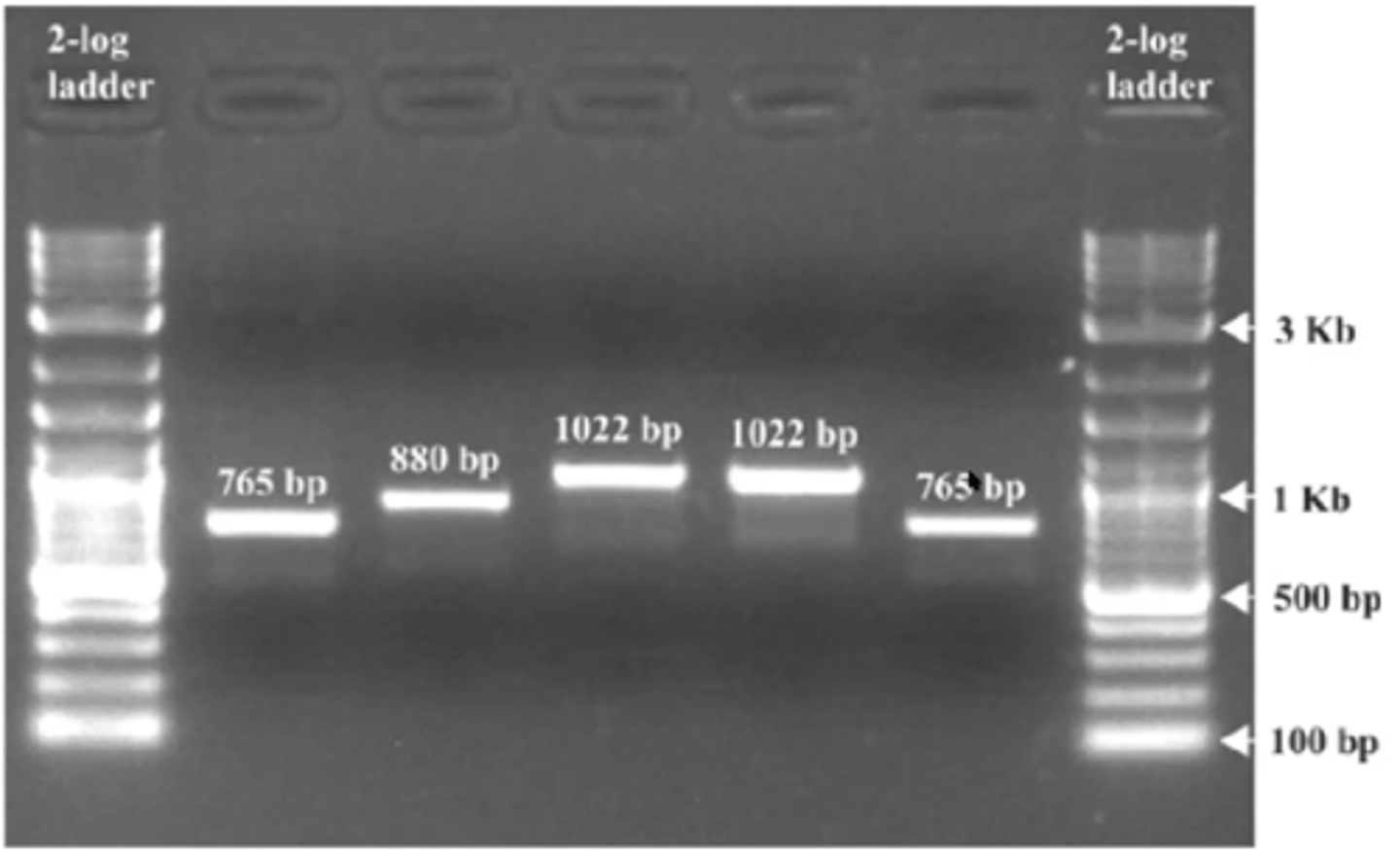 <p>bands are compared to ladder mixture containing DNA of known sizes</p>
