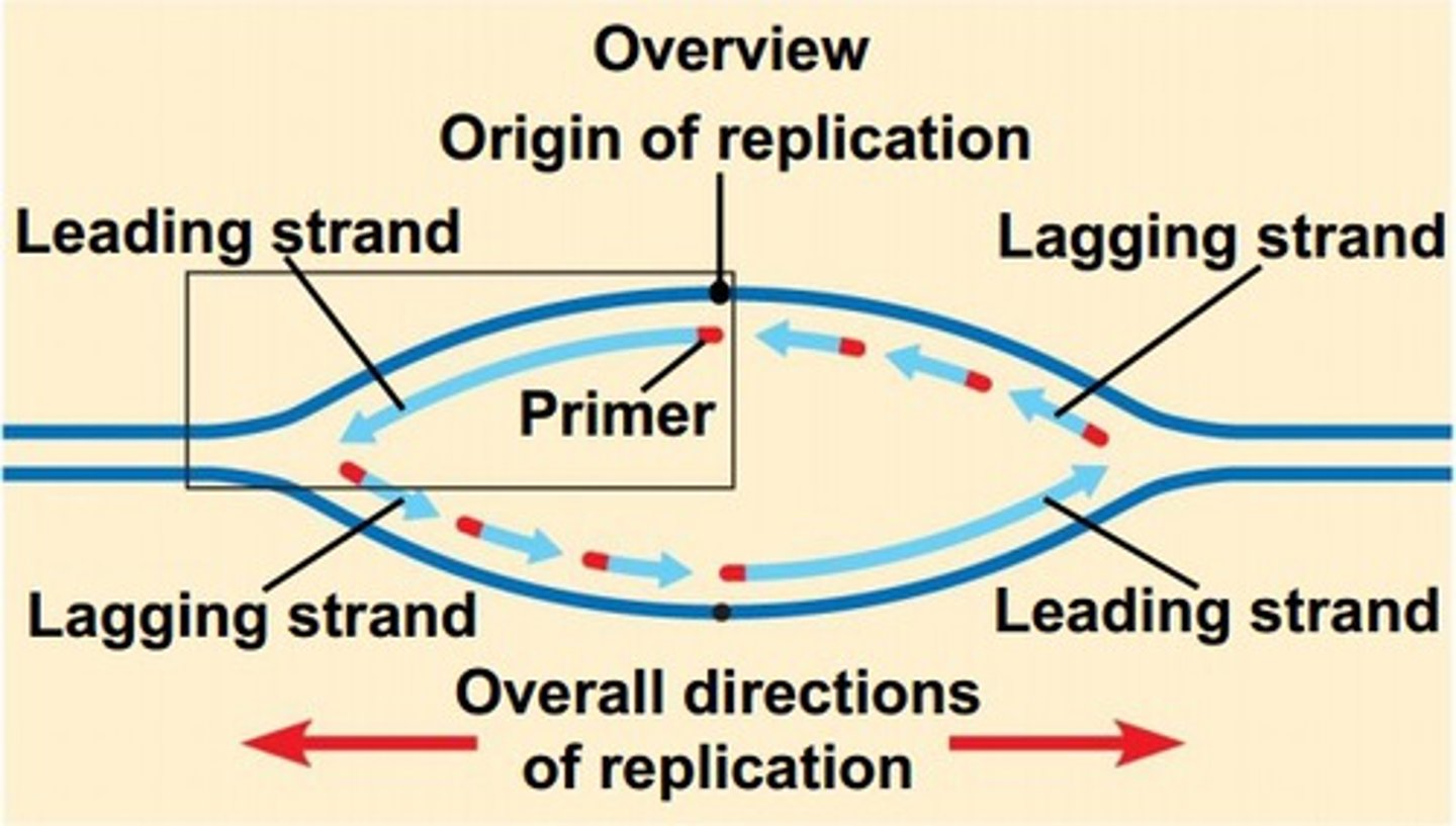<p>Leading Strand = continuously synthesised in 5' - 3' direction</p><p>Lagging Strand = discontinously synthesised in 5' - 3' direction as Okazaki fragments</p>