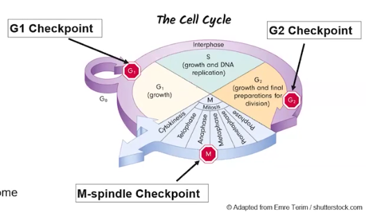 <p>Cycle Cycle Checkpoints </p>