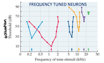<p>the <u>spiral ganglion </u>contains 1st order bipolar sensory neurons that form the <strong>auditory nerve</strong> (1st neurons to fire AP)</p><p>each SG axon relays info from a hair cell to 2nd order neurons in a specific region of the <u>cochlear nucleus</u></p>