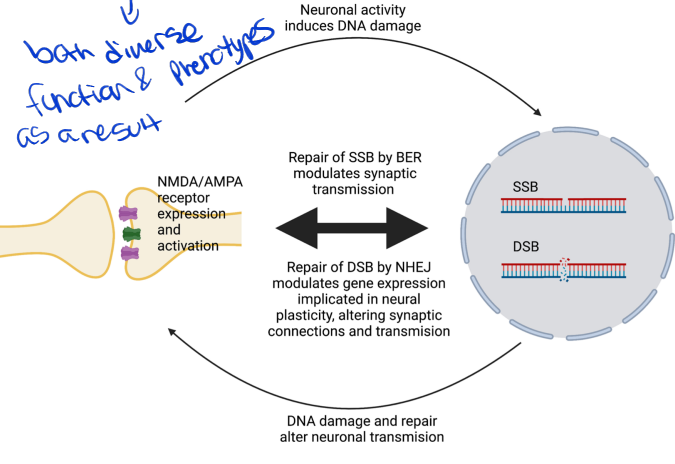 <p>both diverse function and phenotypes as a result</p>