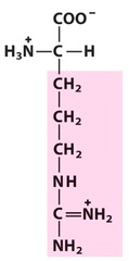 Positively charged R groups