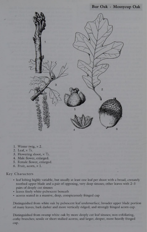 <p>Family: Fagaceae</p><p>Physiognomy: Nt Tree</p><p>Common Name: Bur Oak</p><p>Leaf: Leaf: simple, alternate, obovate to oblong, 5-9 lobes, no bristles, deep lobes, <strong><u>pubescent underside of leaf different from white oak. Also broader upper portion of leaf</u></strong></p>