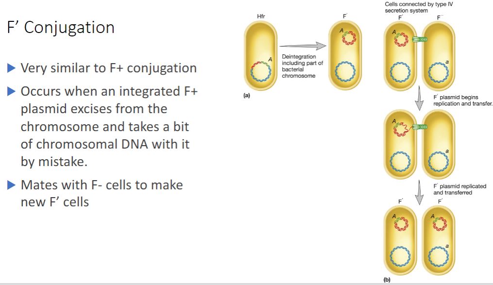 <p>Because the F factor is an episome, it can leave the bacterial chromosome and resume status as an autonomous plasmid. Sometimes during excision an error occurs and a portion of the chromosome is excised, becoming part of the F plasmid. Because this erroneously excised plasmid is larger and genotypically distinct from the original F factor, it is called an F&apos; plasmid (figure 12.23a). A cell containing an F&apos; plasmid retains all of its genes, although some of them are on the plasmid. It mates only with an F recipient, and F&apos; x F&quot; conjugation is similar to an F* x F mating. Once again, the plasmid is transferred as it is copied by rolling-circle replication. Bacterial genes on the chromosome are not transferred (figure 12.236), but bacterial genes on the F&apos; plasmid are transferred. These genes need not be incorporated into the recipient chromosome to be expressed. The recipient becomes F&apos; and is partially diploid because the same bacterial genes present on the F&apos; plasmid are also found on the recipient&apos;s chromosome. In this way, specific bacterial genes may spread rapidly throughout a bacterial population.</p><p>-(image below) F&apos; Conjugation. (a) Due to an error in excision, the A gene of an Hfr cell is incorporated into the F factor. (b) During conjugation, the A gene is transferred to a recipient, which becomes diploid for that gene</p>