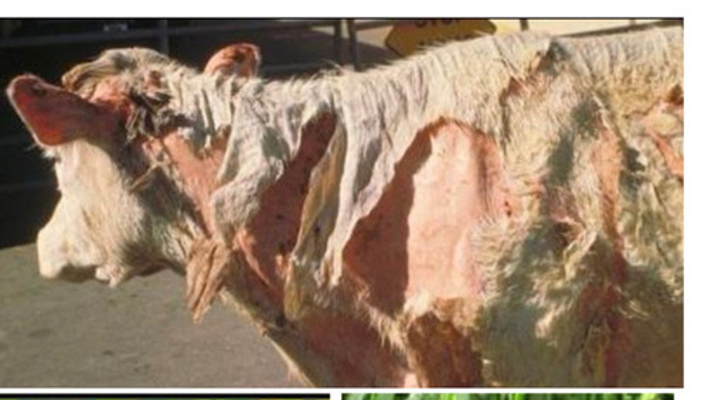 <p>Which type of photosensitization occurs from ingestion of a photodynamic agent like St. John's Wort and Perinneal ryegrass most commonly?</p>