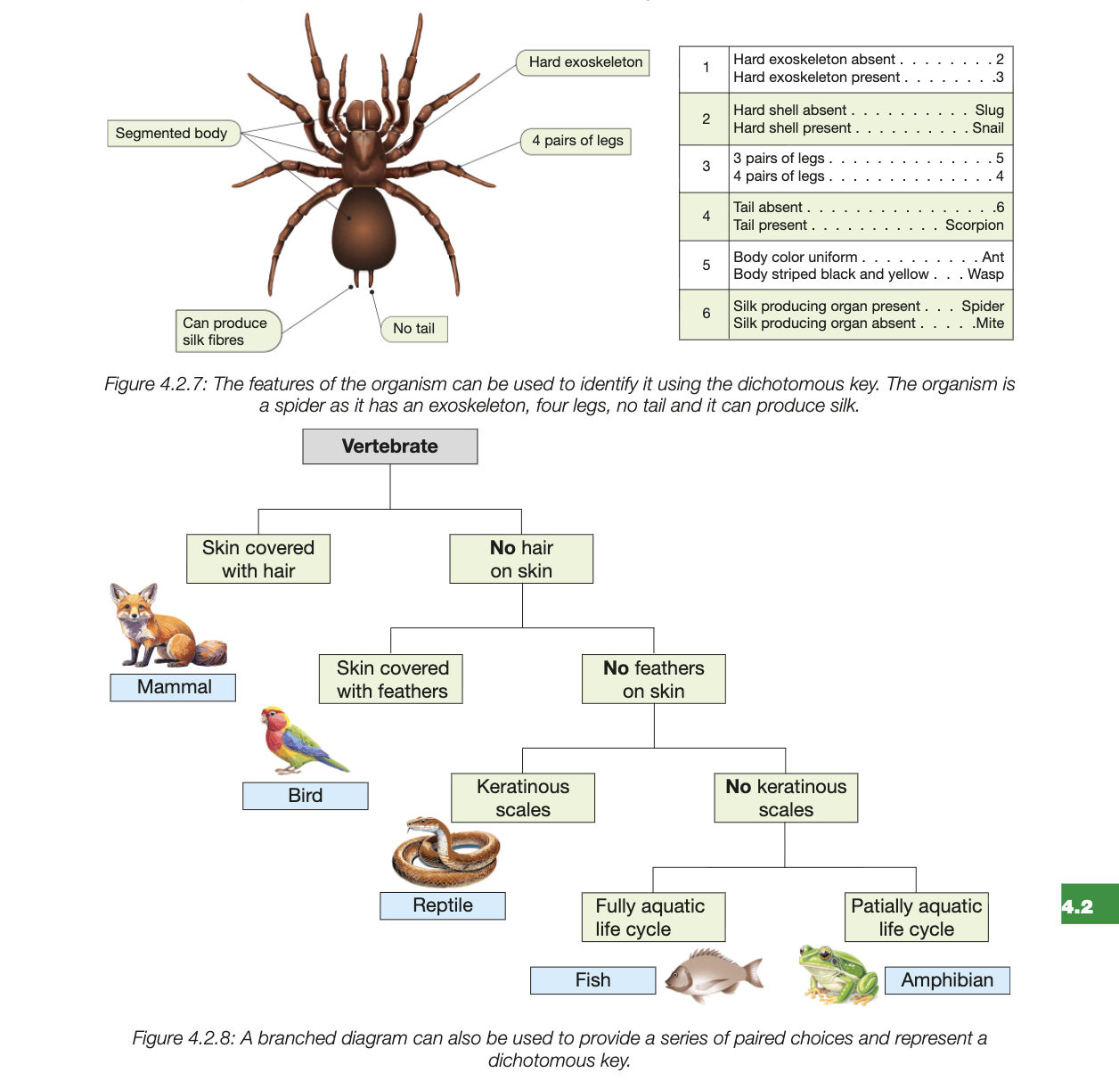 <ul><li><p>uses series of choices to clearly identify given speices</p></li><li><p>presents series of mutually exclusive choices ased on particular characteristics</p></li><li><p>to identify species pair of statments need to be applied, one is applicable, continues until correct statement leads to identity of species&nbsp;</p></li></ul><p></p>