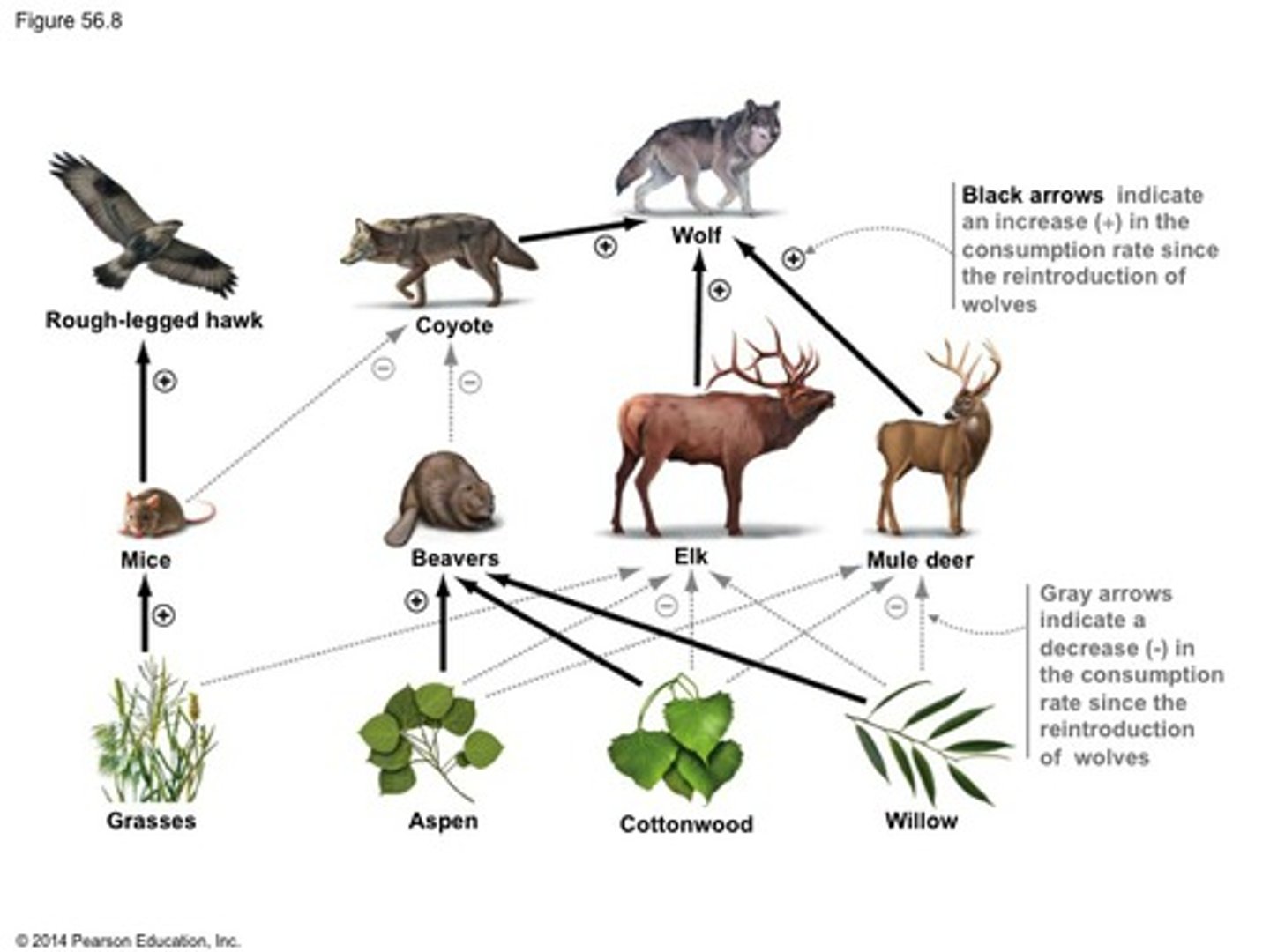 <p>Chain reaction where a predator influences lower trophic levels by controlling prey population.</p><p>Example: wolf in Yellowstone reducing elk overgrazing</p>