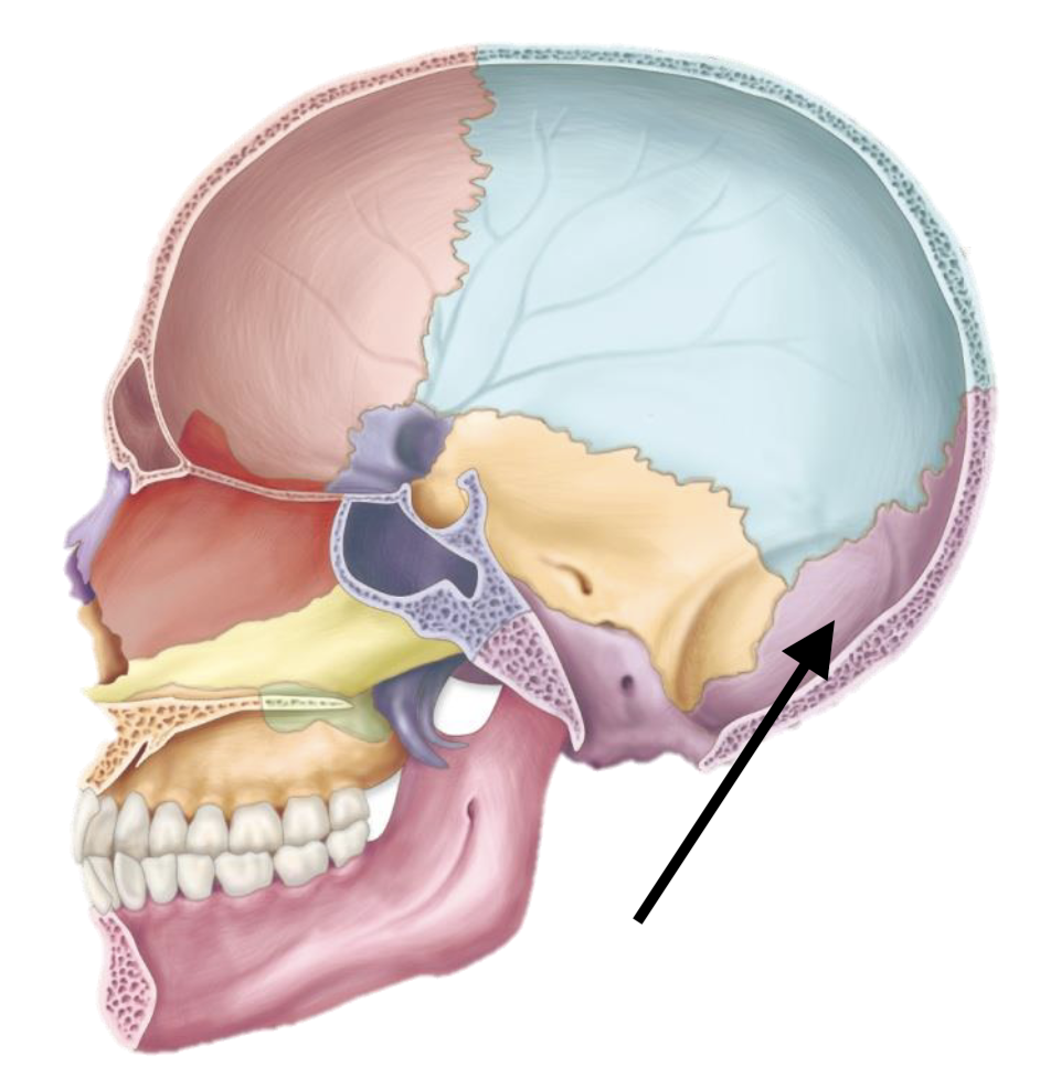 <p>Name the bone</p>