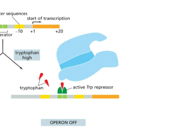 <ul><li><p>Trp repressor binds to the operator, blocking the binding of RNA polymerase to the promoter</p></li><li><p>this prevents transcription of the operon</p></li></ul><p></p>