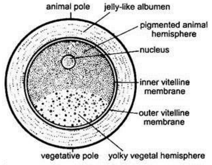 <ul><li><p>Large and presents an animal pole where the nucleus is located and an opposite vegetal pole where the yolk is concentrated</p></li><li><p> Nucleus is located at the animal pole of the ovum</p></li><li><p>Absence of zona pellucida but with a vitelline membrane</p></li></ul><p></p>