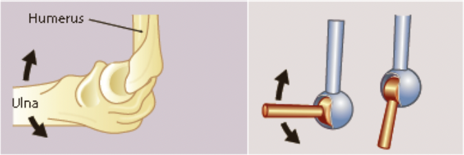 * the convex surface of one bone fits into the concave surface of another
* movement is in a single direction allowing flexion and extension
  * eg. knee, elbow, ankle