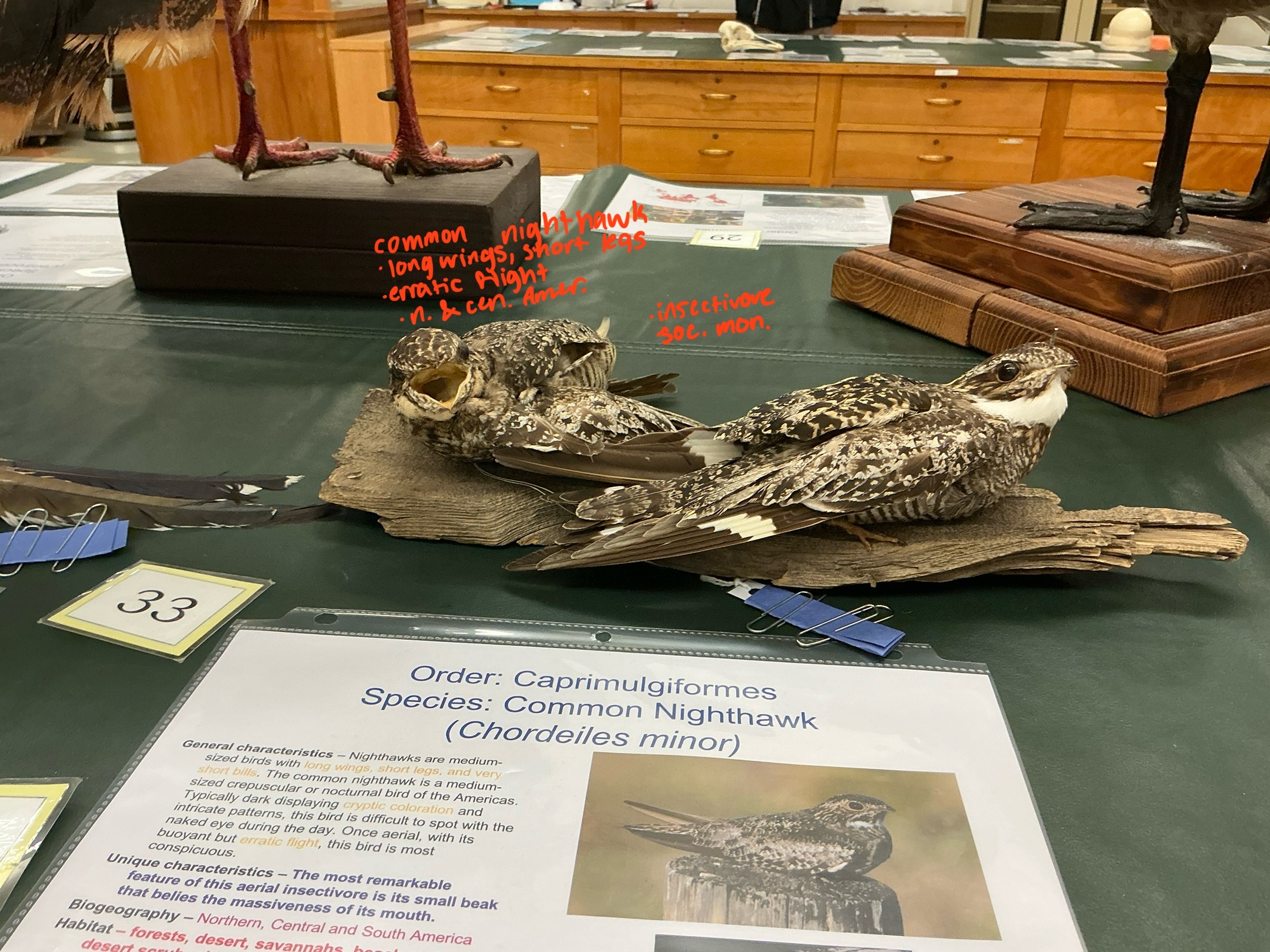 <p>What is the order of the Common Nighthawk? What is unique about them?</p>