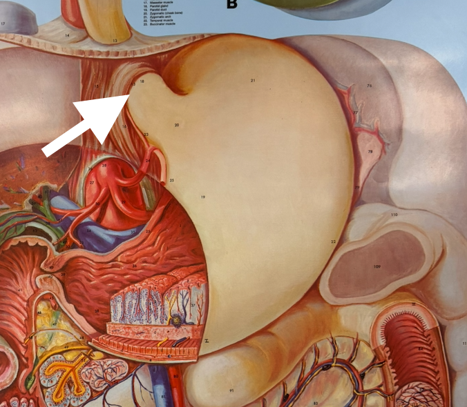 knowt flashcard image