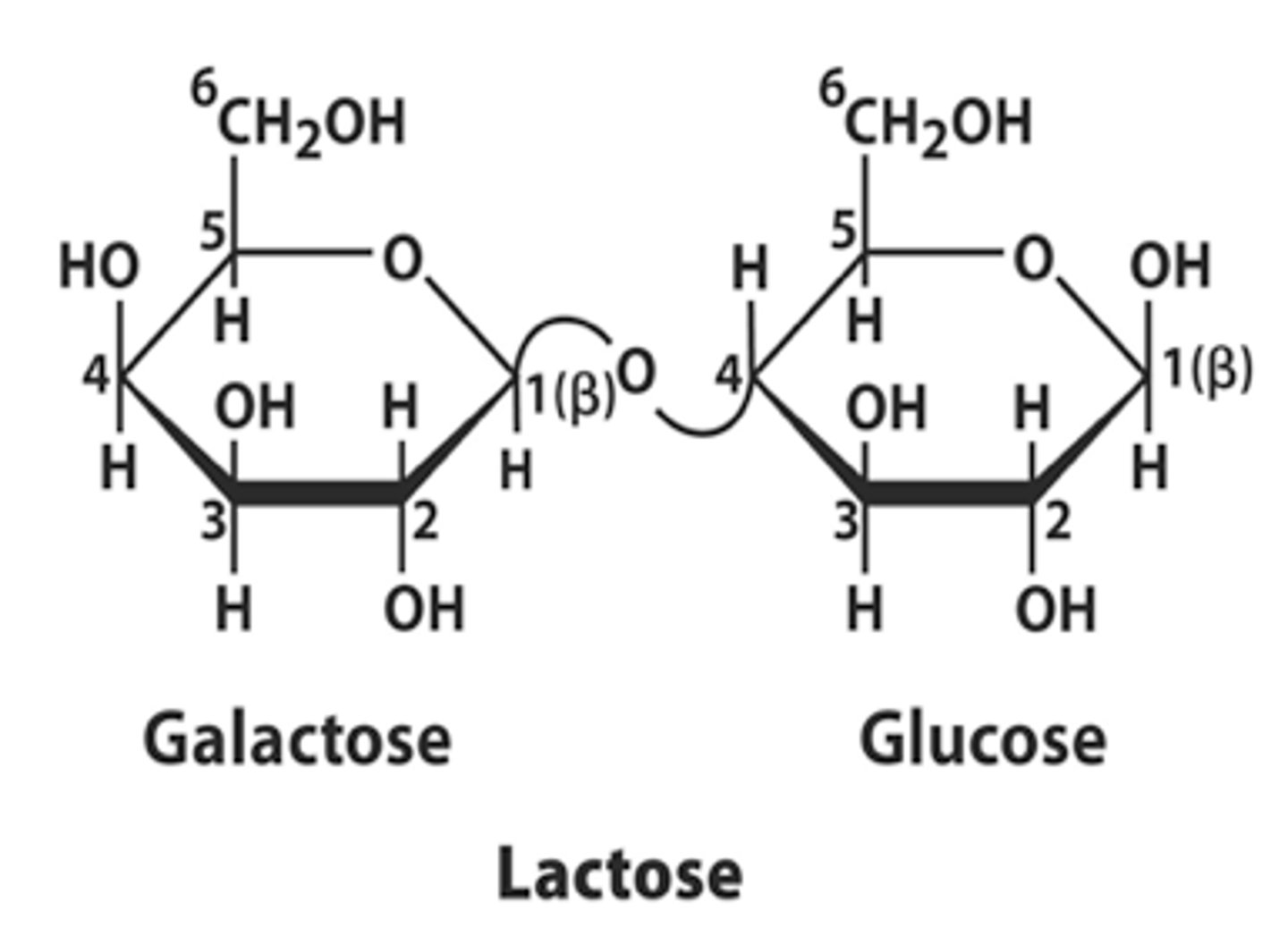 <p>- Alpha Glucose + Galactose </p><p>- Alpha <span class="bgP">1-4</span> glycosidic bond</p>