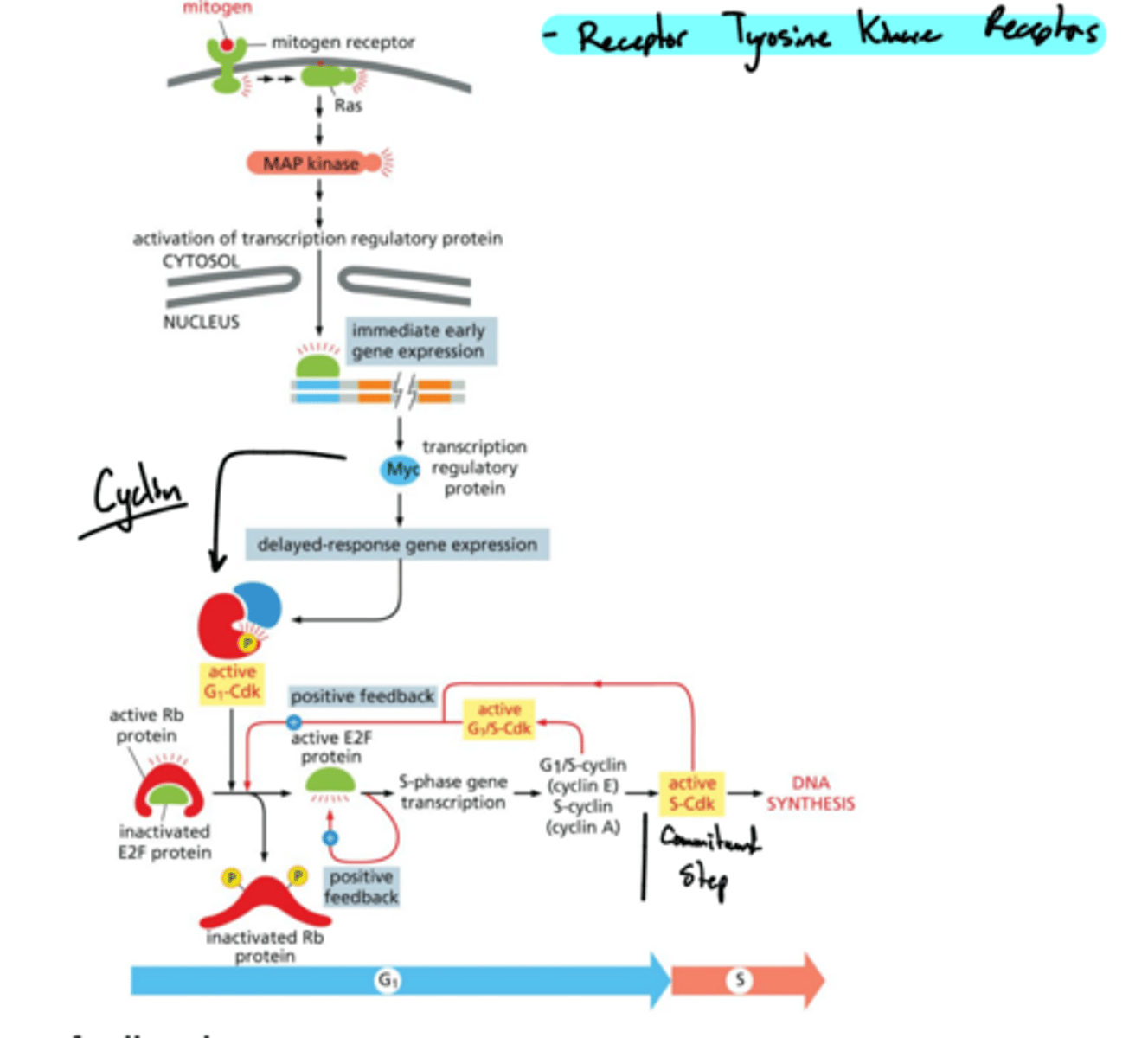 <p>How does cell signaling control entry into the cell cycle?</p>