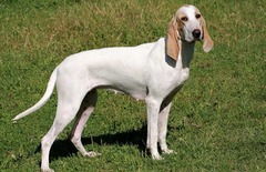 <p>Origin: France</p><p>Height: 21-23 in</p><p>Weight: 55-62 lbs</p><p>Life Span: 12-13 yrs</p><p>Type: Scent Hound</p>