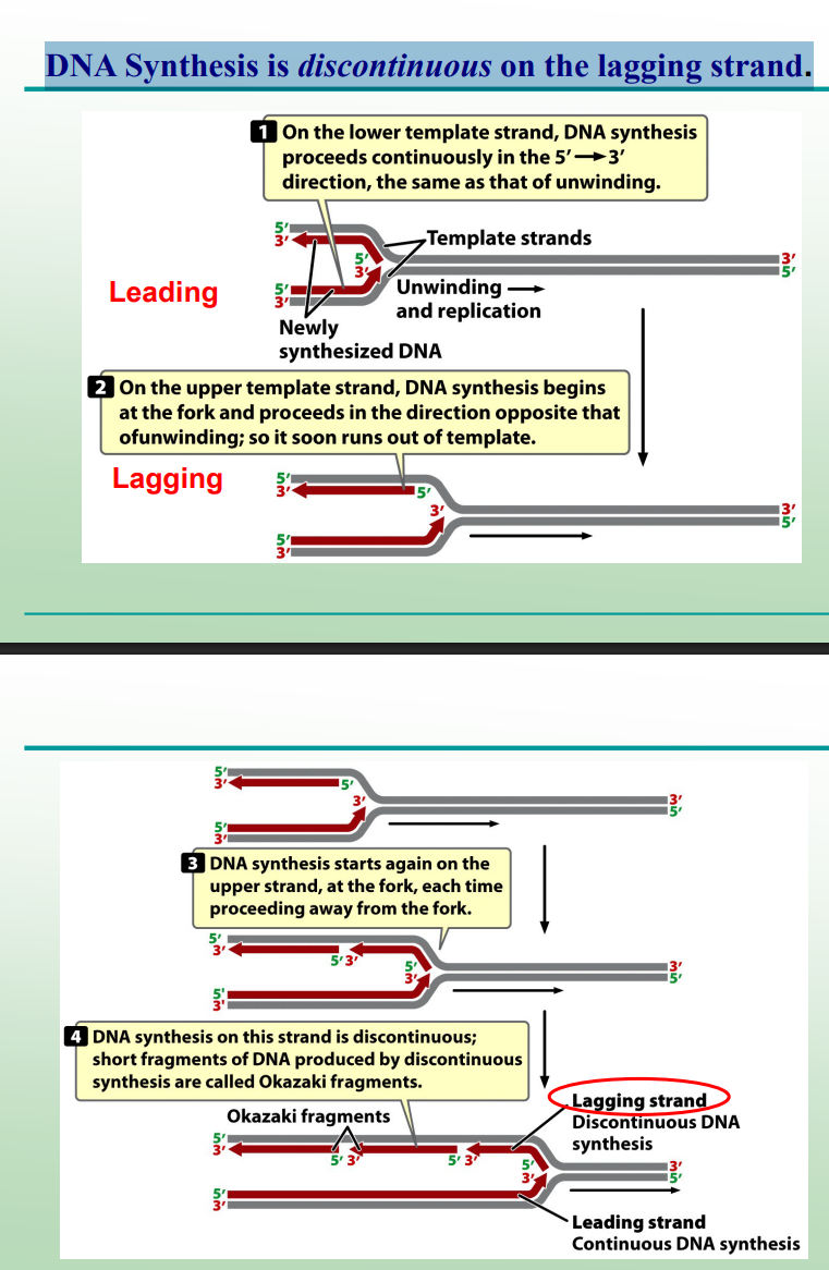 <p>DNA polymerase can only add nucleotides to the 3′-OH end, so synthesis must restart repeatedly with RNA primers.</p>