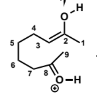 <p>next stage of intramolecular aldol (acid conditions)</p>