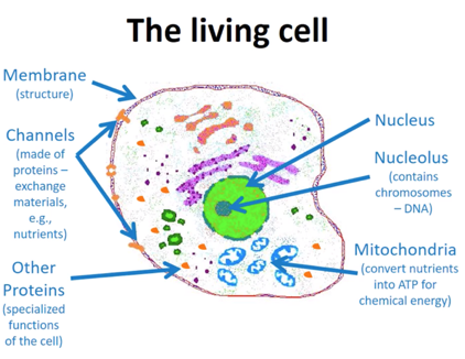<p>Nucleolus Nucleus Mitochondria Channels Other proteins Membrane</p>