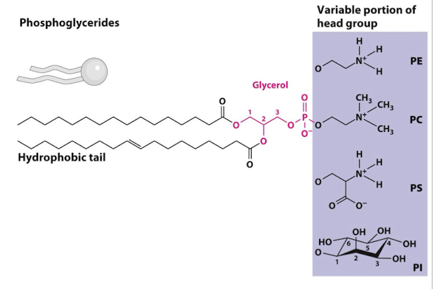 <p>Amphipathic derivatives of glycerol 3-phosphate that generally consist of two hydrophobic fatty acyl chains esterified to the hydroxyl groups in glycerol and a polar head group attached to the phosphate; the most abundant lipids in biomembranes. </p><p>Diacylglycerides with small functional alcohol head groups esterified to phosphate on the 3rd carbon. </p>