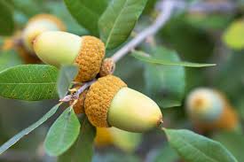 <p>-Leaves are flat</p><p>-There is a goldish powder/fine hairs on the</p><p>underside of the leaves</p>