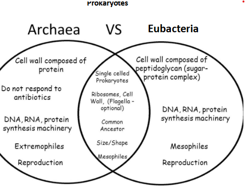 <p>a - cell wall is based on protein </p><p></p><p>e- cell wall is based on peptidoglycan ( sugar and protein) </p>