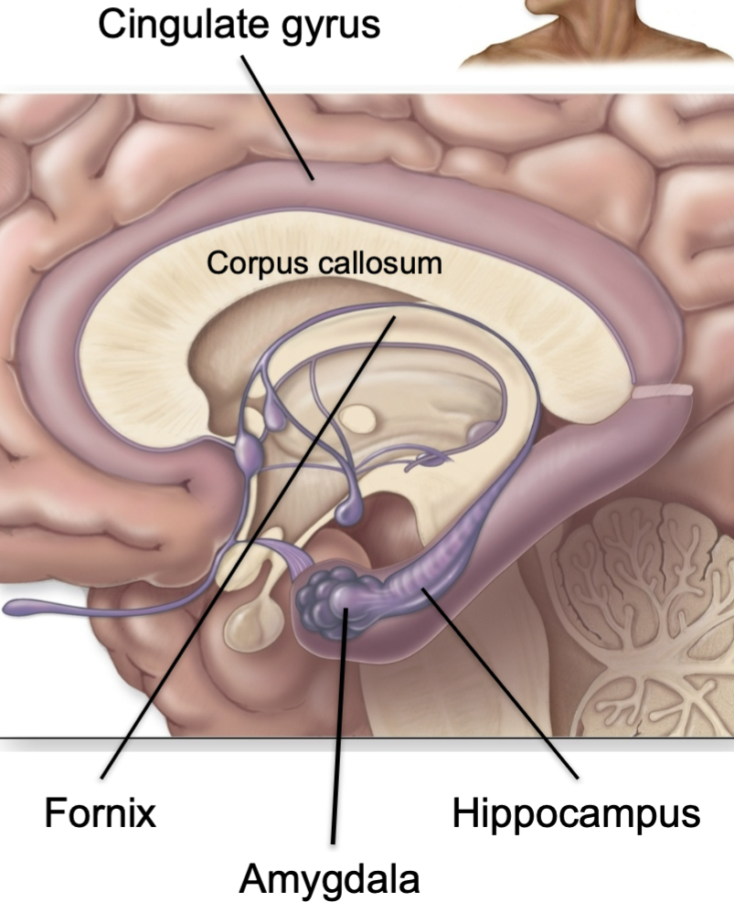 1. Limbic system
2. Stores memory 