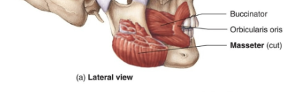 <p>Thin, flat muscle in the cheek area, compresses puffed out cheeks</p>