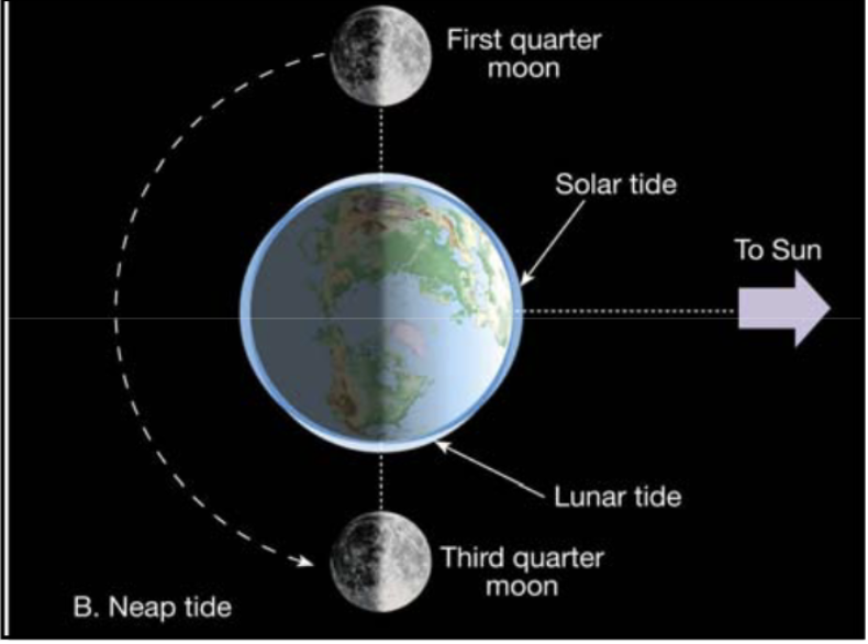 <ol><li><p><span>Gravitational pull of the Sun and Moon causes tides</span></p></li><li><p><span>Highest amplitude tides have higher highs and lower lows. They are called <strong>spring tides</strong>. Astronomical configuration is Earth, Moon, Sun in a straight line.</span></p></li><li><p><span>Low amplitude tides have smaller highs and less lows. Called <strong>Neep Tides</strong>. Destructive interference. Astronomical configuration is the right angle of moon, earth, and sun.</span></p></li></ol><p></p>