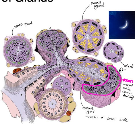 <ul><li><p><strong>serous cells:</strong> protein rich secretory granules, pyramidal shape, round nuclei, eosinophilic</p><p></p></li><li><p><strong>mucous cells</strong>: synthesize and store mucinogen granules, cuboidal to columnar, flattened nuclei, pale colour washed out stain</p><p></p></li><li><p>Mix of serous and mucous cells → <strong>serous demilune</strong></p></li></ul>