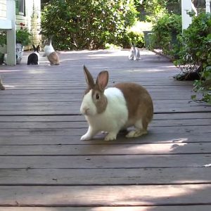 Rabbit