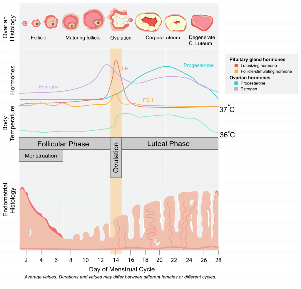 <p>notice specific spikes / characteristics. Be able to tell which line is which hormone. Could think of order as ELFP. Estrogen before ovulation, LH and F high and low during, progesterone after. </p>