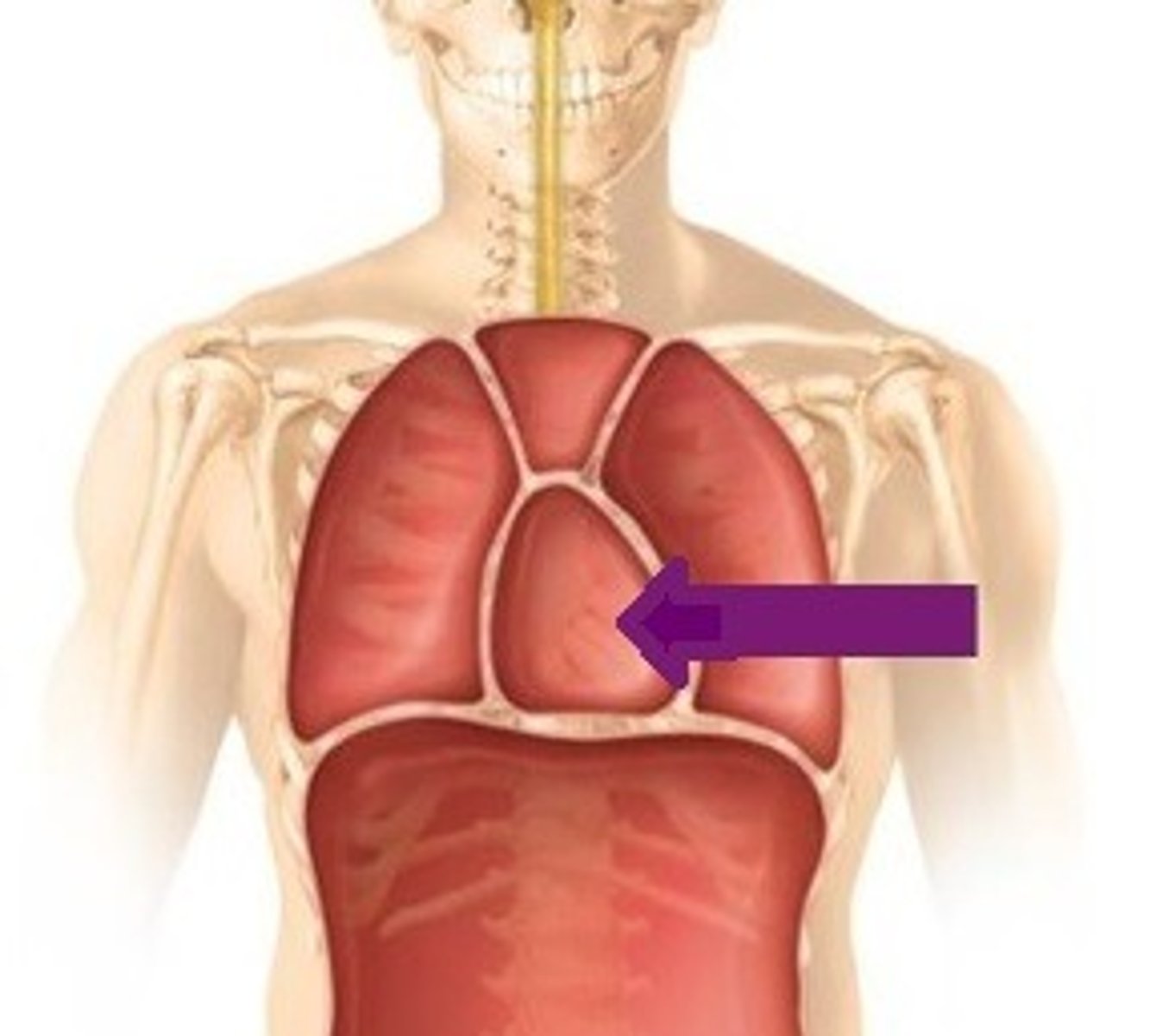 <p>Identify the membrane that lines this cavity (be specific)</p>