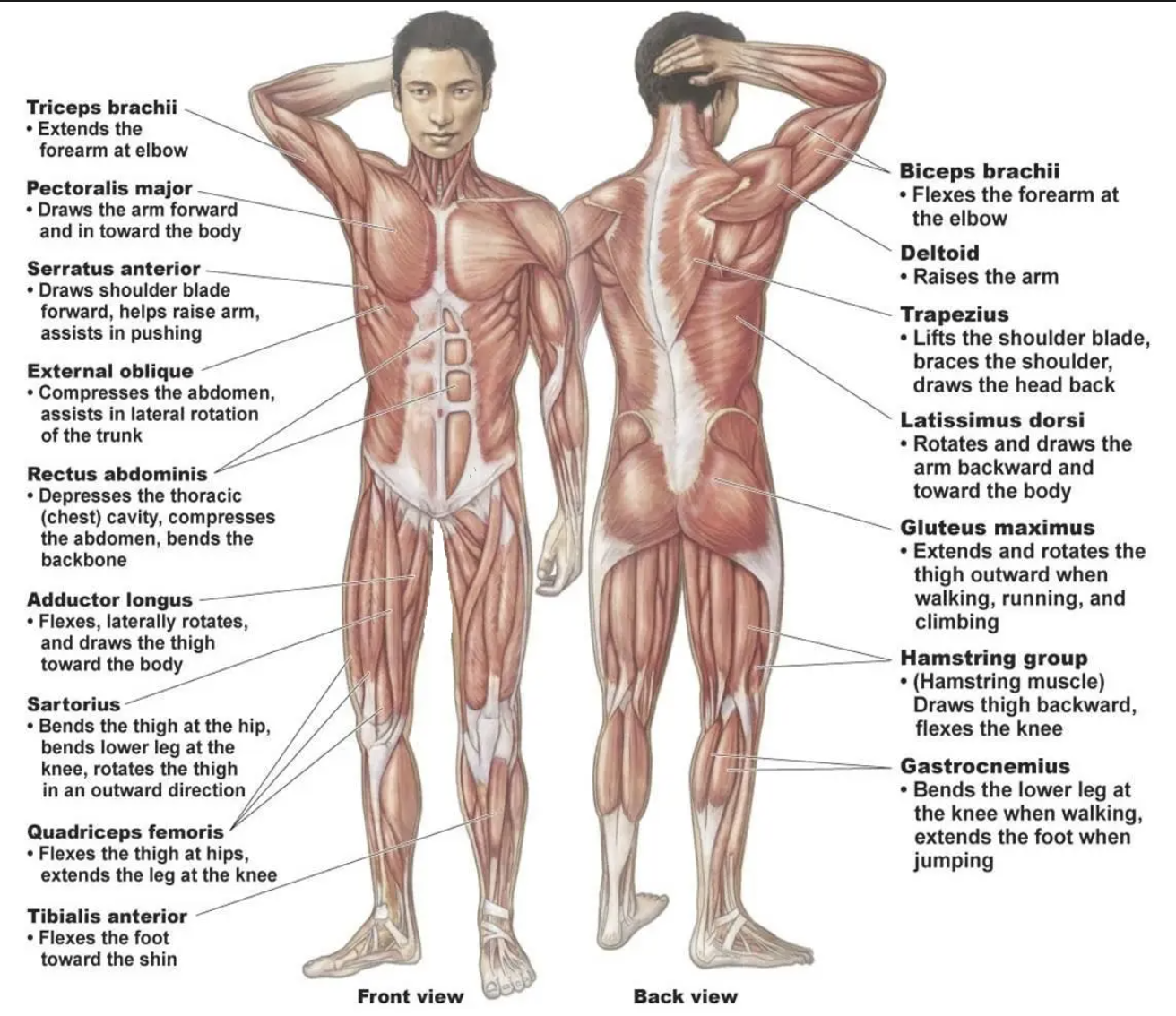 <p>Adductor Longus</p>